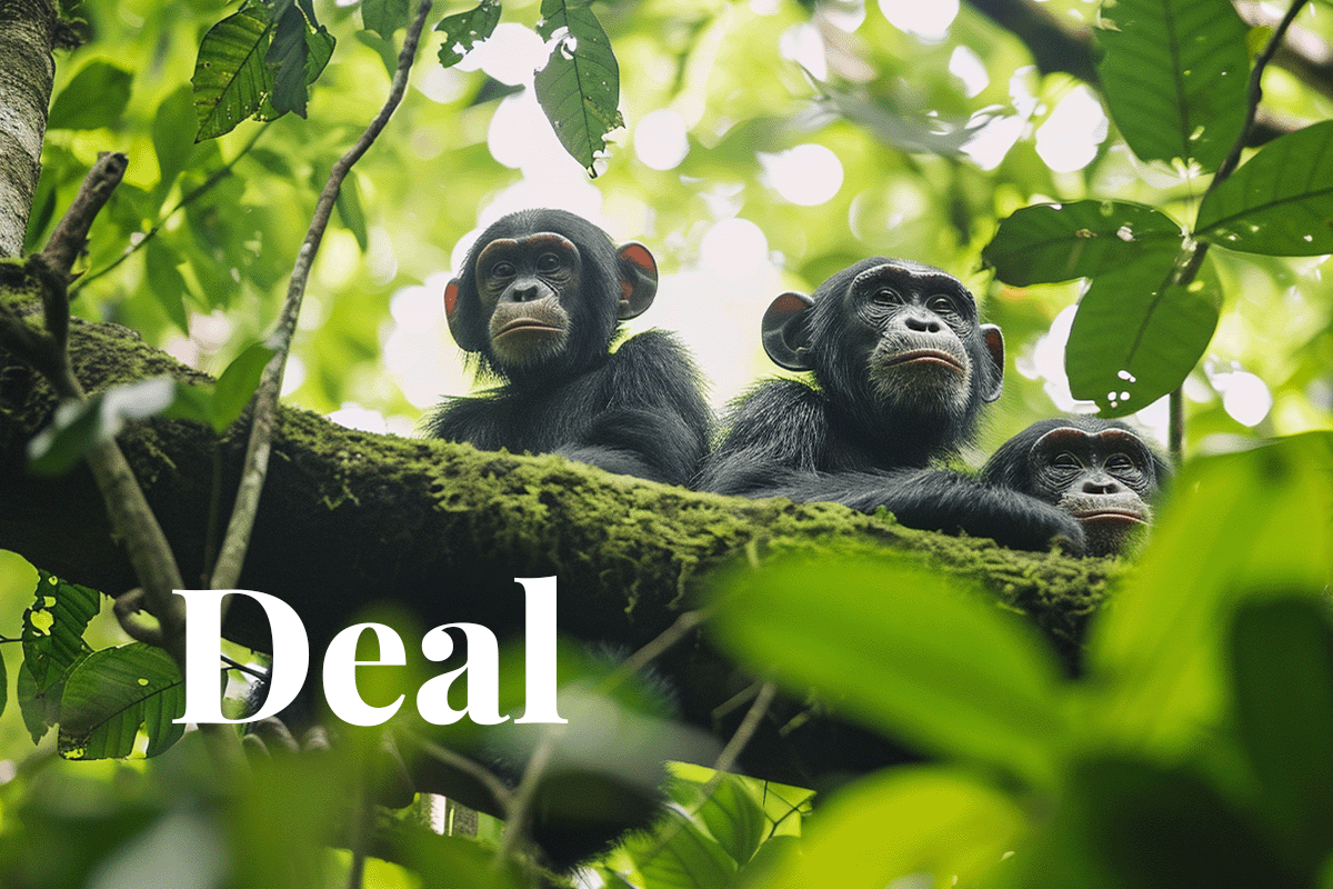 Billion-dollar deal to preserve the DRC's forests